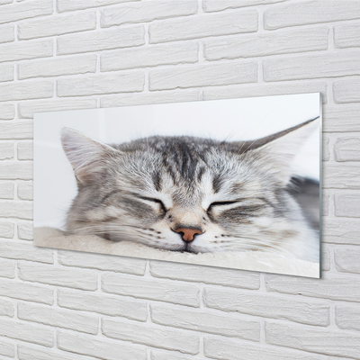 Acrylglasbilder Schlafenkatze