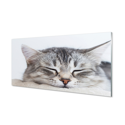Acrylglasbilder Schlafenkatze