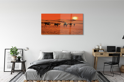 Acrylglasbilder Kamele himmel sonne wüste menschen
