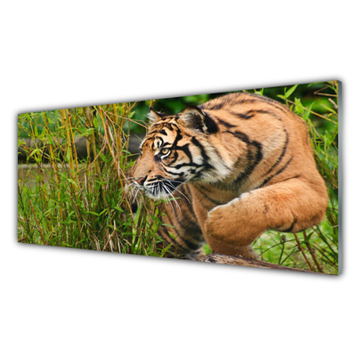 Druck auf Glas Tiger Tiere