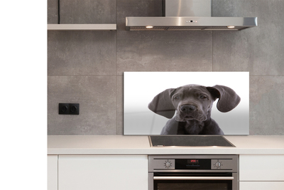 Küchenrückwand spritzschutz Brauner hund