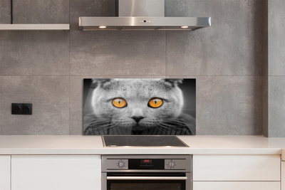 Küchenrückwand spritzschutz Britische graue katze