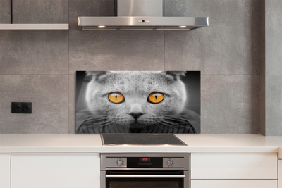 Küchenrückwand spritzschutz Britische graue katze
