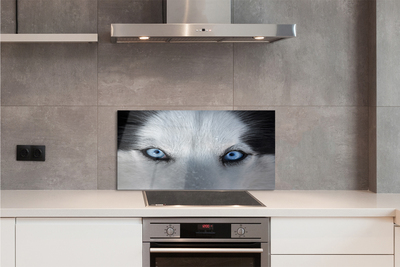 Küchenrückwand spritzschutz Wolf augen