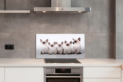 Küchenrückwand spritzschutz Kätzchen