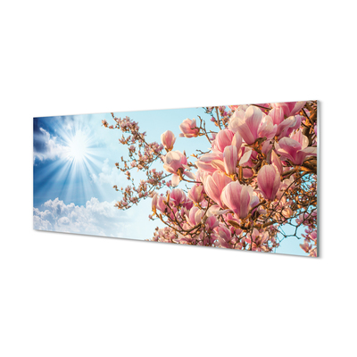 Küchenrückwand spritzschutz Himmel sonne magnolia