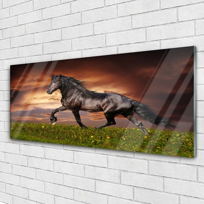 Acrylglasbilder Schwarzes Pferd Wiese Tiere