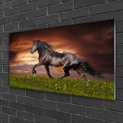 Acrylglasbilder Schwarzes Pferd Wiese Tiere