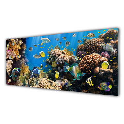 Acrylglasbilder Korallenriff Natur