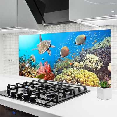 Küchenrückwand Spritzschutz Korallenriff Landschaft