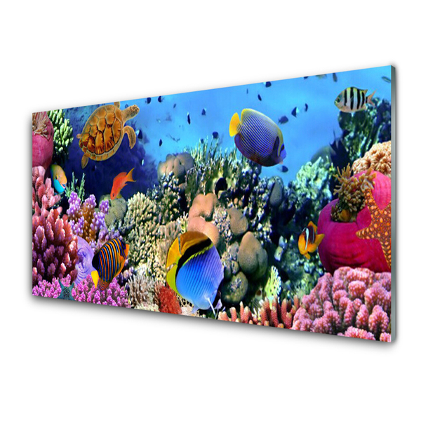 Küchenrückwand Spritzschutz Korallenriff Natur