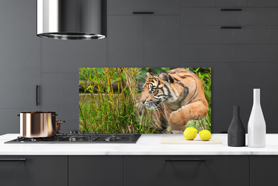 Küchenrückwand Fliesenspiegel Tiger Tiere
