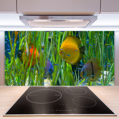 Küchenrückwand Fliesenspiegel Fische Natur